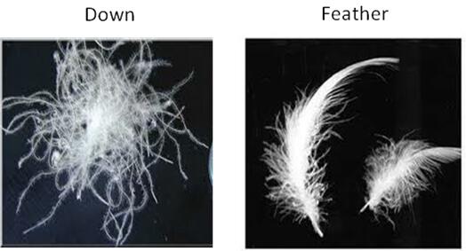 Down feather difference